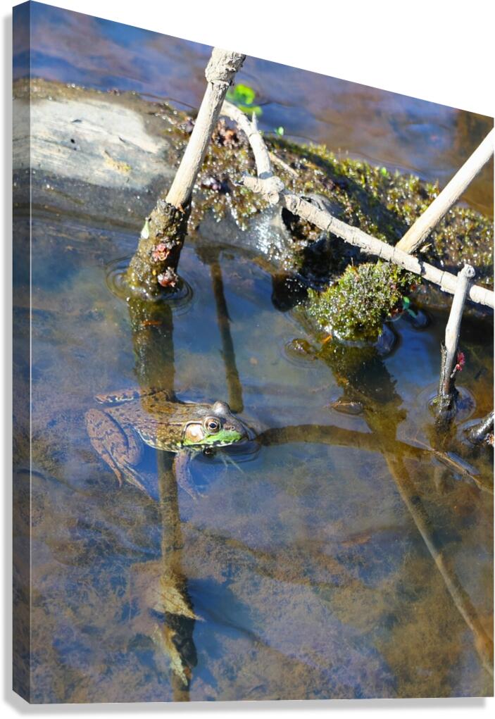 Swamp Life - Rocky River Reservation Canvas Print
