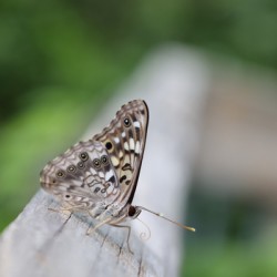 Hackberry Emperor Butterfly