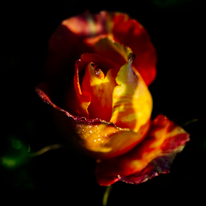 ART DES FLEURS 