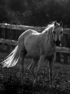 HORSE  06