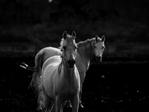 HORSE  13
