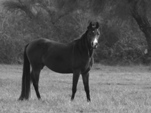 HORSE  20