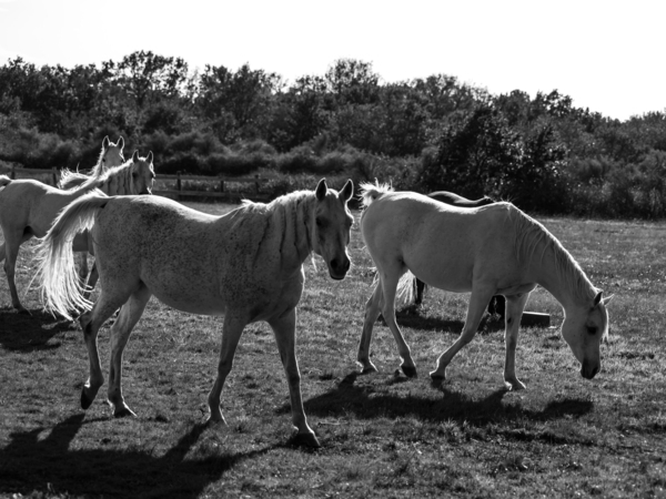HORSE  09  Imprimer