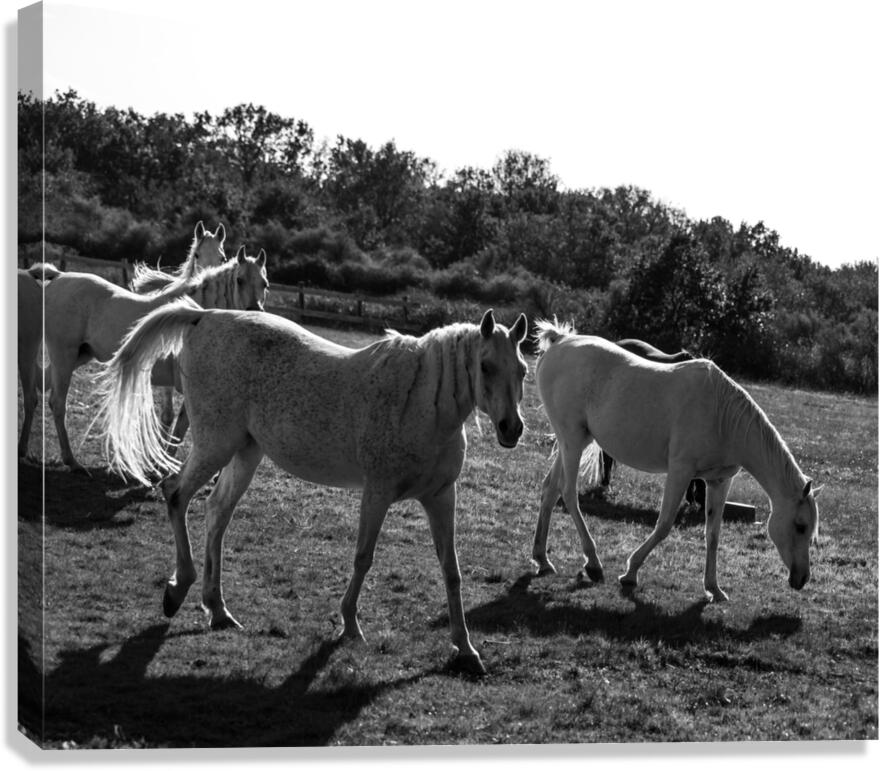 HORSE  09  Impression sur toile