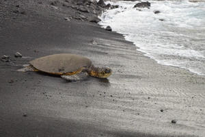 HAWAII 122