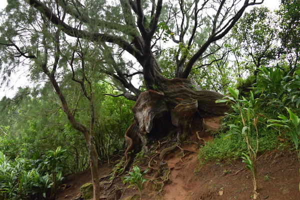 HAWAII  Roots  by Jen Lynnd Gallery