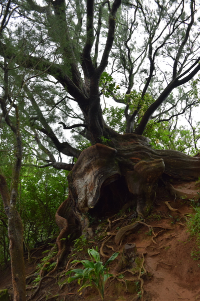 HAWAII Roots2 by Jen Lynnd Gallery