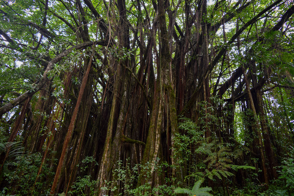Hawaii Canopy by Jen Lynnd Gallery