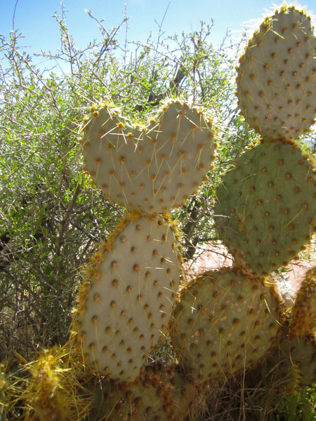 Nevada Cactus Print
