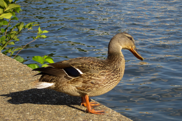 Washington DC Duck by Jen Lynnd Gallery