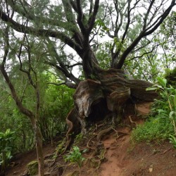 HAWAII  Roots 