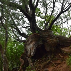 HAWAII Roots2