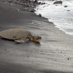 HAWAII 122