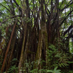 Hawaii Canopy