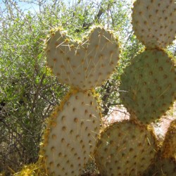 Nevada Cactus