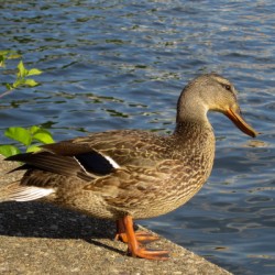 Washington DC Duck