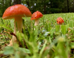 Mushroom IMG 7916
