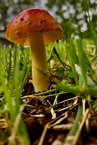 Mushroom IMG 7886