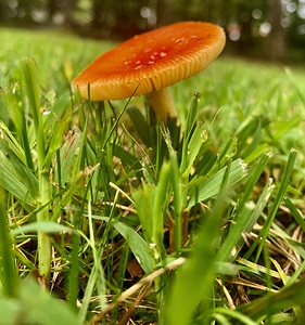 Mushroom IMG 7872