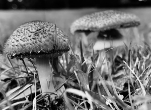 Mushroom IMG 7946