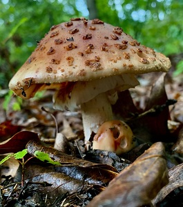 Mushroom IMG 7927