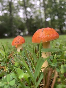 Mushroom IMG 7917