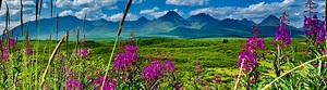 Denali Hwy Alaska IMG 2892