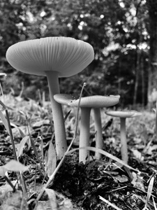 Mushroom IMG 8021