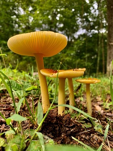 Mushroom MG 8022
