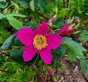 Flower IMG 0702