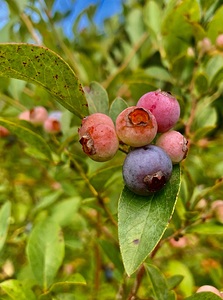 Blueberries IMG 7176