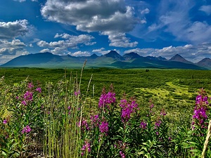 Alaskan Meadows IMG 2890