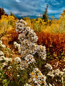 MESA VERDE NATIONAL PARK FLOWERS