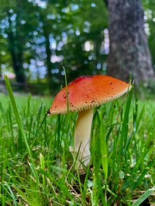 Mushroom IMG 7043