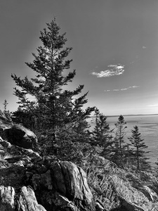Acadia National Park Coastal Pine Black