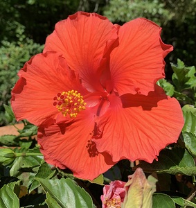 Hibiscus IMG 7006