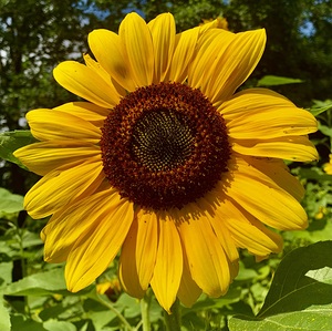 Sun Flower IMG 7191