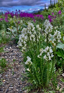White Flowers IMG 0744