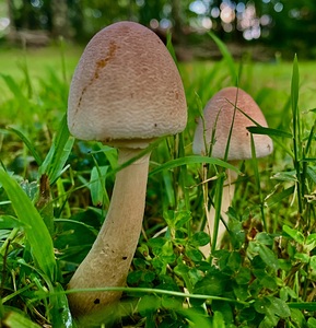 Mushroom IMG 8155