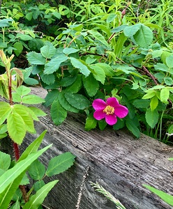 Flower Wood Beam IMG 0703