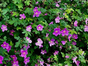 Flowers IMG 0746