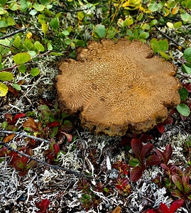 Alaskan Mushroom MG 4287