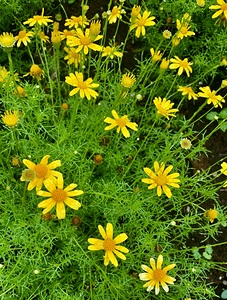 Yellow Flowers IMG 4482