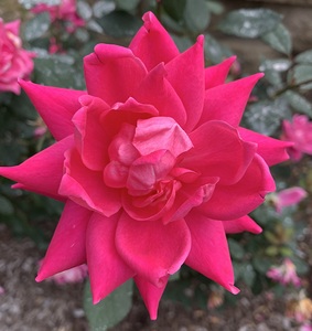Pink Rose close up