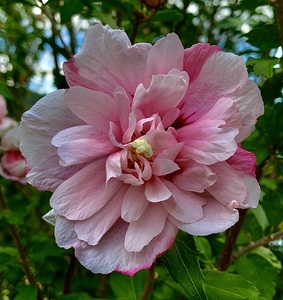 Pink Flower IMG 8547