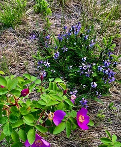Flowers IMG 0747