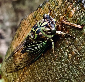 Bug IMG 7633