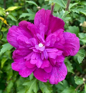 Pink Flower IMG 8548