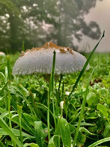 Mushroom IMG 8085