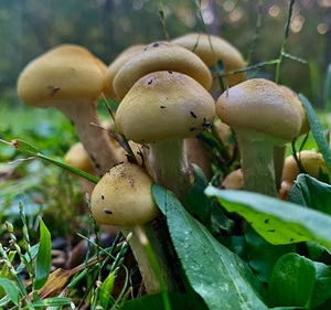 Mushroom IMG 8789